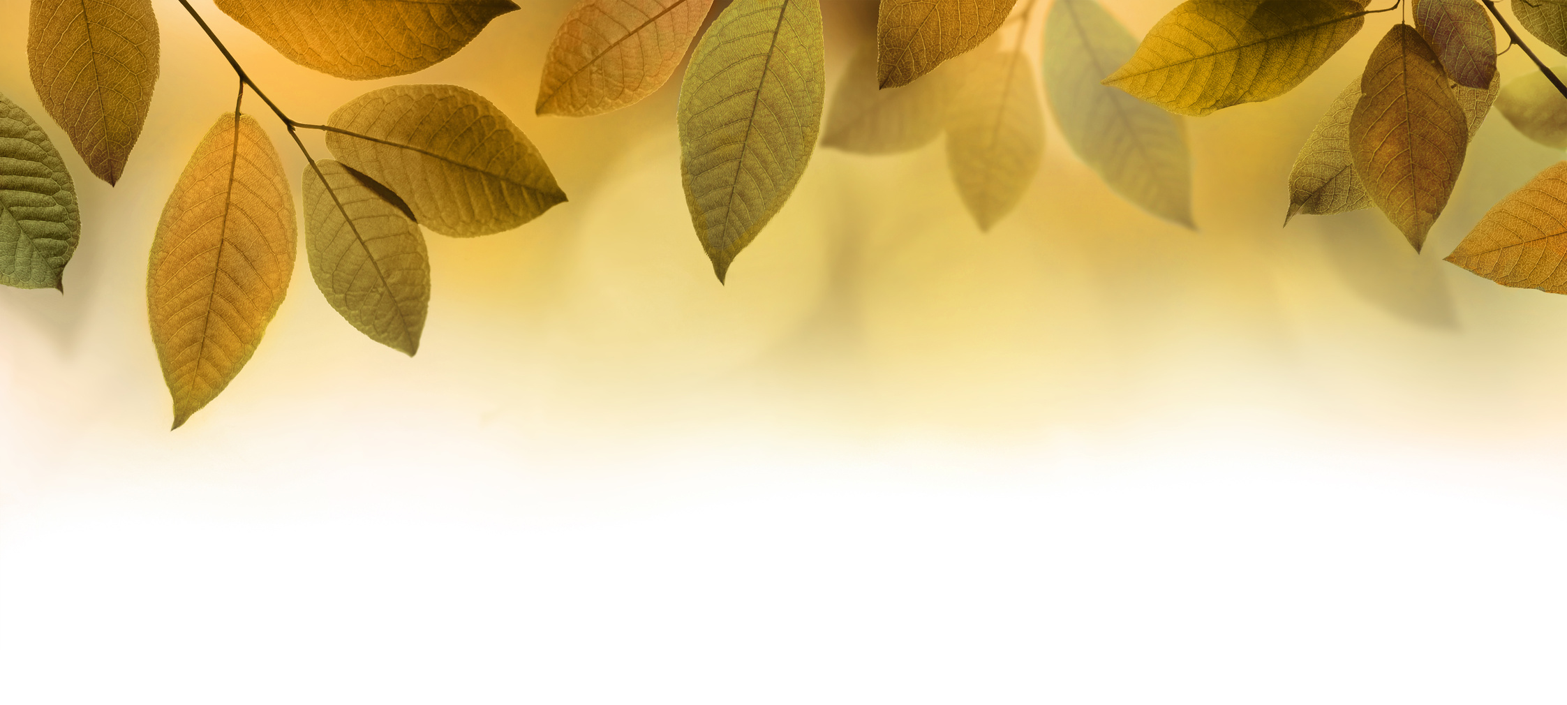 Autumn leaves border background or banner